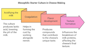 Mesophilic Culture | Buy Mesophilic Starter Culture Online - Cultures